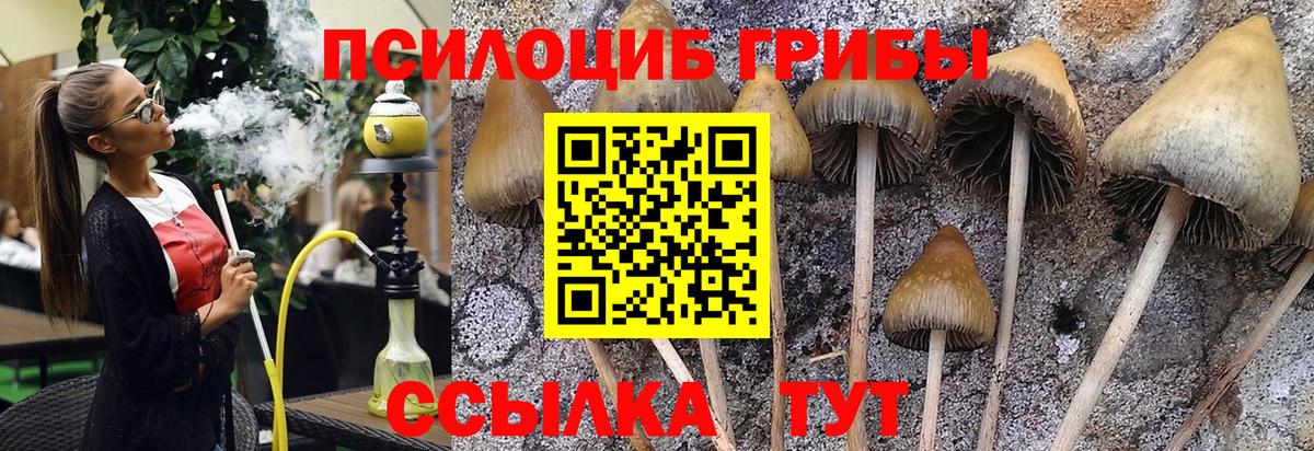 Тара  Галлюциногенные грибы Psilocybine cubensis  Галлюциногенные грибы ЛСД  Вход с VPN 